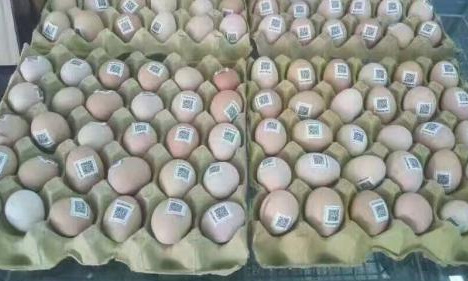 雞蛋二維碼質量可追溯性係統價格多少？