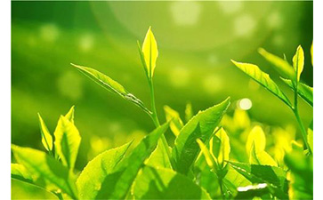 茶葉91久久香蕉囯产熟女线看内容溯源係統具有哪些優勢價值?